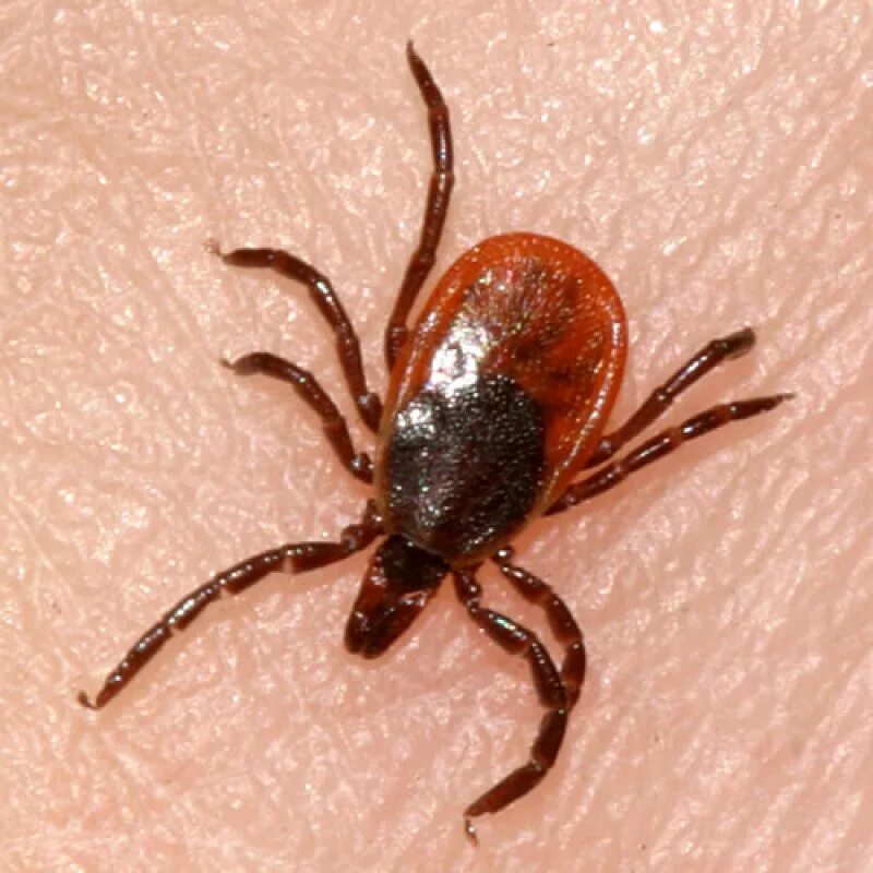иксодовая самка клеща. иксодовый клещ самка и самец. Ixodes ricinus самка. самка энцефалитного клеща. иксодовый клещ самка и самец.
