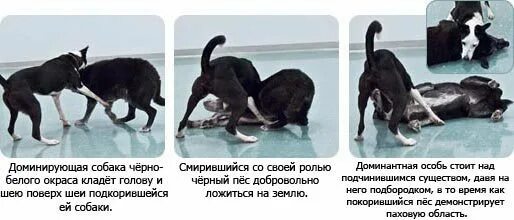 Гон у кобелей