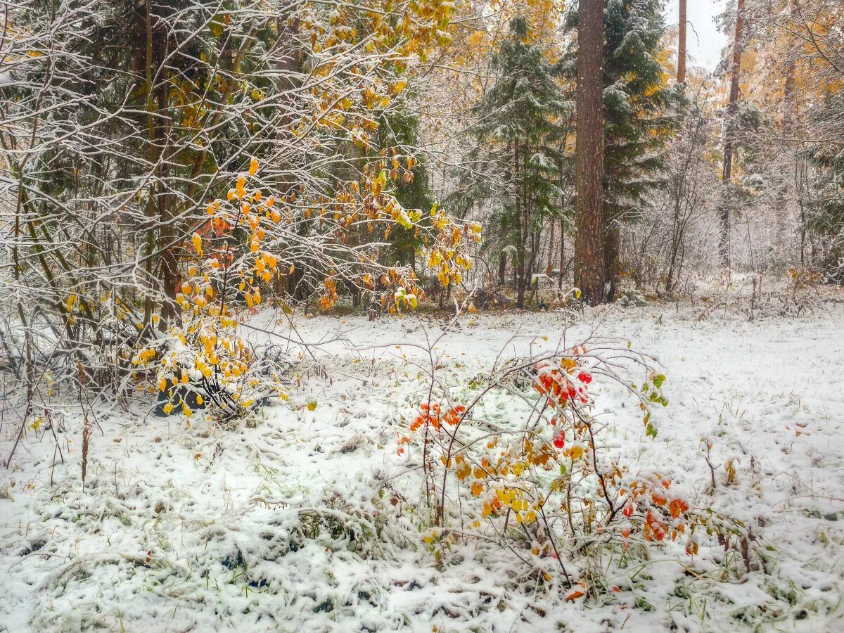 Ноябрь. Седьмая фаза ‒ поздняя осень (ноябрь - декабрь).. Первый снег. Первый снег в лесу. Первый осенний снег.