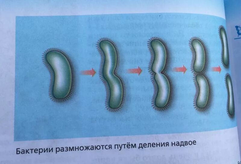 Размножается путем деления. Размножение бактерии 5 класс биология рисунок. Бактерии размножаются делением. Размножение бактерий.