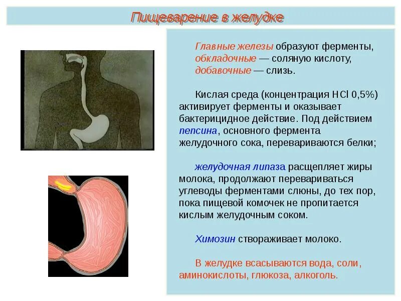 Ферменты желудочного сока желудка. Соляная кислота в желудке. Кислая среда в желудке. Концентрация соляной кислоты в желудке. Концентрация соляной кислоты в желудочном соке.