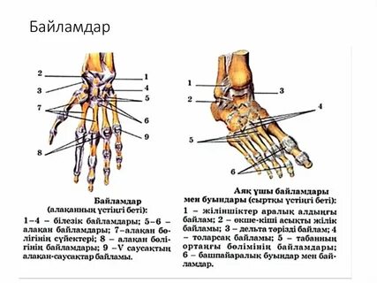 Трусиканы жалау порно