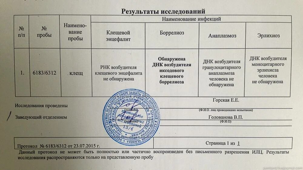 Анализ на исследования клеща. Клещевой энцефалит Результаты анализов. Результат исследования на боррелиоз. Результат анализа на клещевой энцефалит клеща. Прививка от энцефалита спб поликлиника