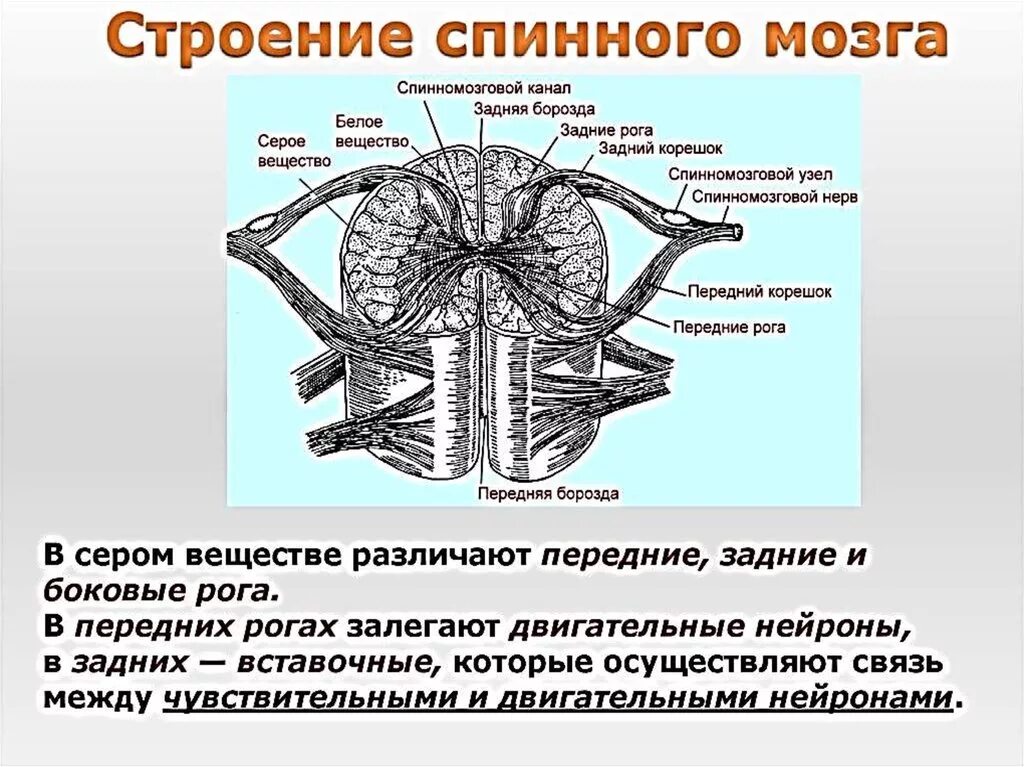 Строение6 спинного мозга. Строение спинного мозга вид сбоку. Внутреннее строение спинного мозга. Функции спинного мозга. Борозды спинного мозга анатомия. Какие 2 функции выполняет спинной мозг