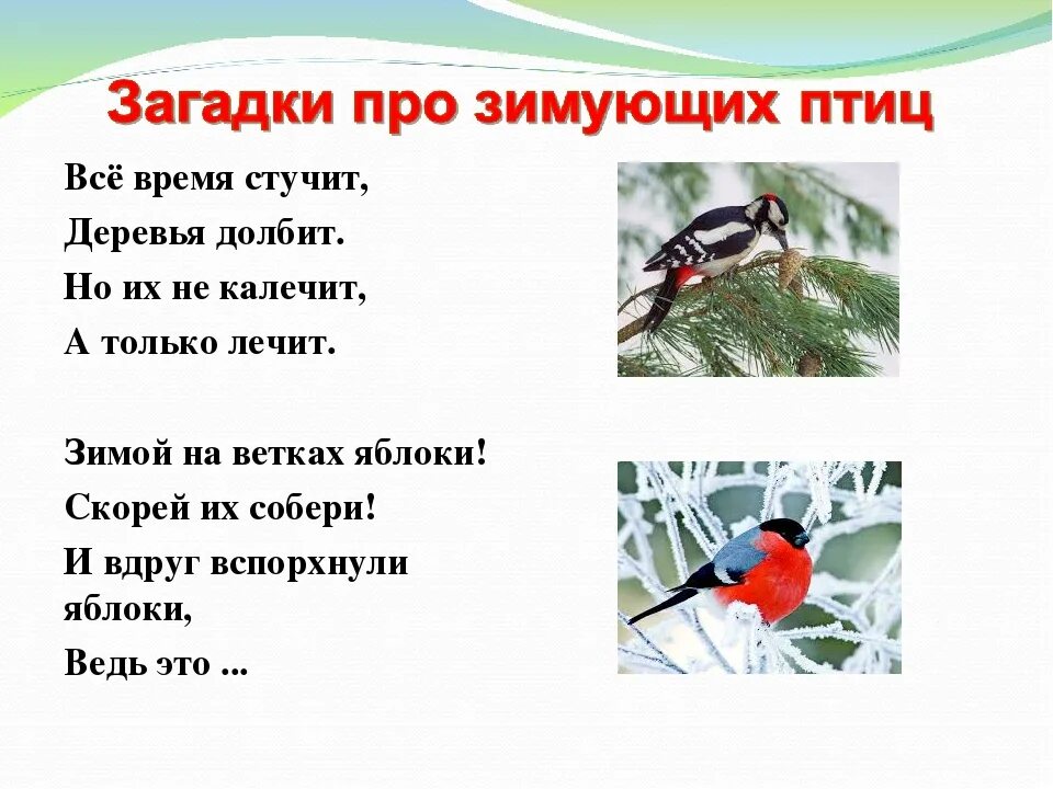 Загадки про птиц 4 лет. Загадки про птиц. Загадки про зимующих птиц для детей. Перья зимующих птиц. Загадки про птиц зимой для детей.