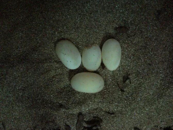 Выносил яйца. Черепашьи яйца красноухой. Яйца красноухой черепахи. Яцуа Черепаз красноухих. Черепашьи яйца красноухие черепахи.