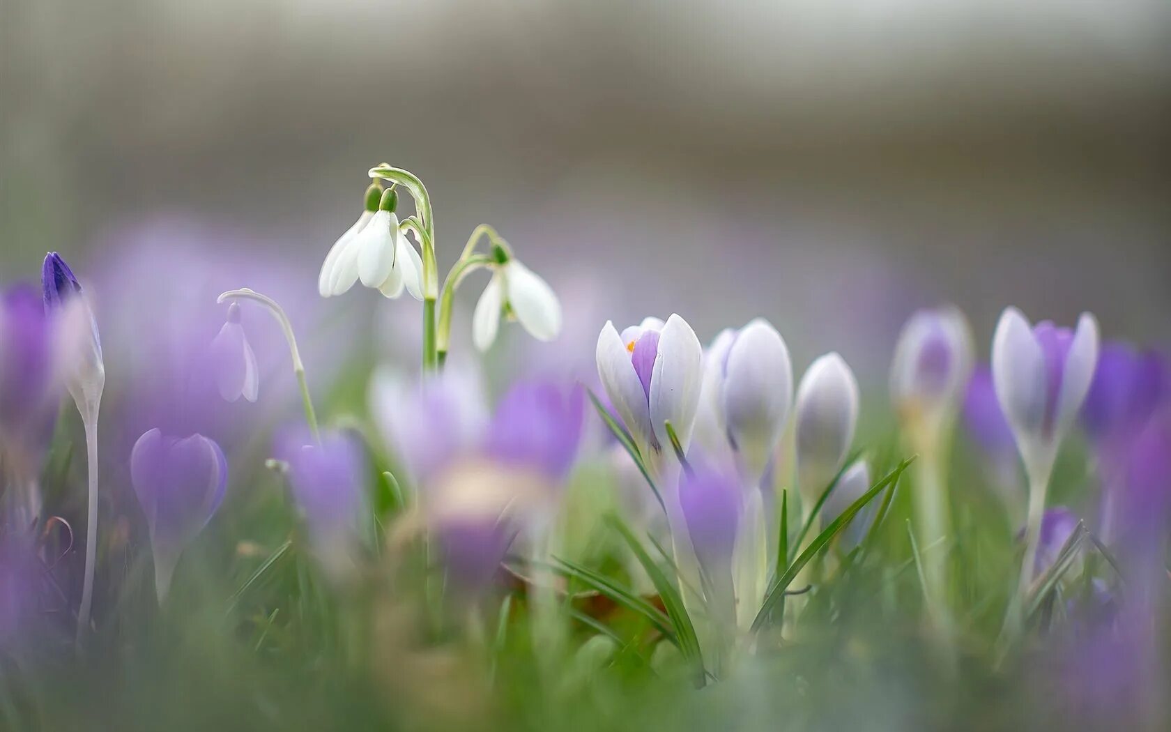 Первые весенние нежные цветы. Первые цветы весны. Первоцвет крокус белый. Весна. Нежные крокусы.