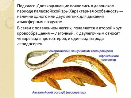 Двоякодышащие рыбы виды