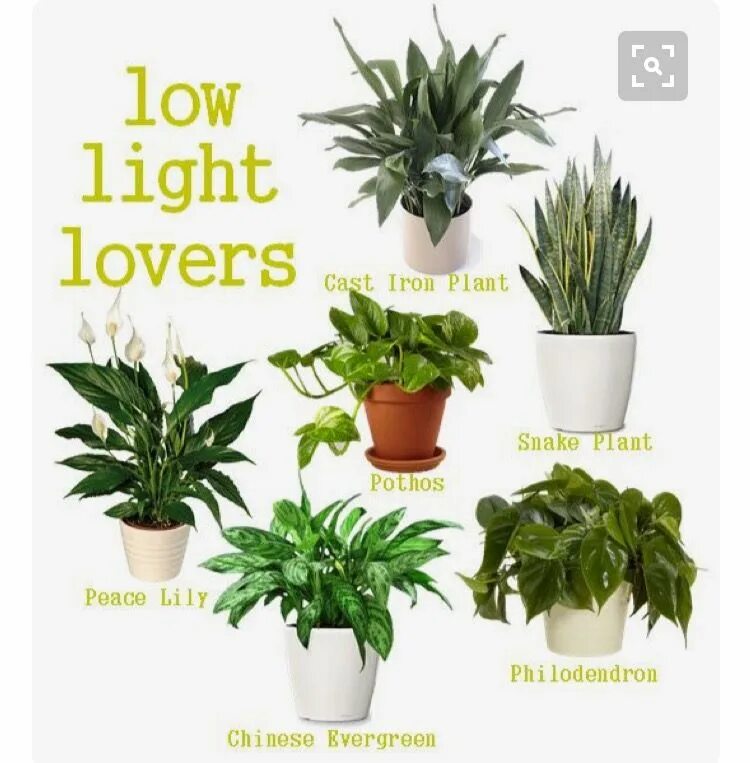 Lower plants. Растение Светы. Домашние растения сверху. Low Light Plants. Материал на стенд комнатные растения.