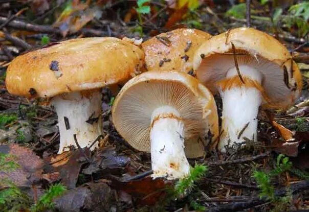 File:Cortinarius  Wikimedia Commons