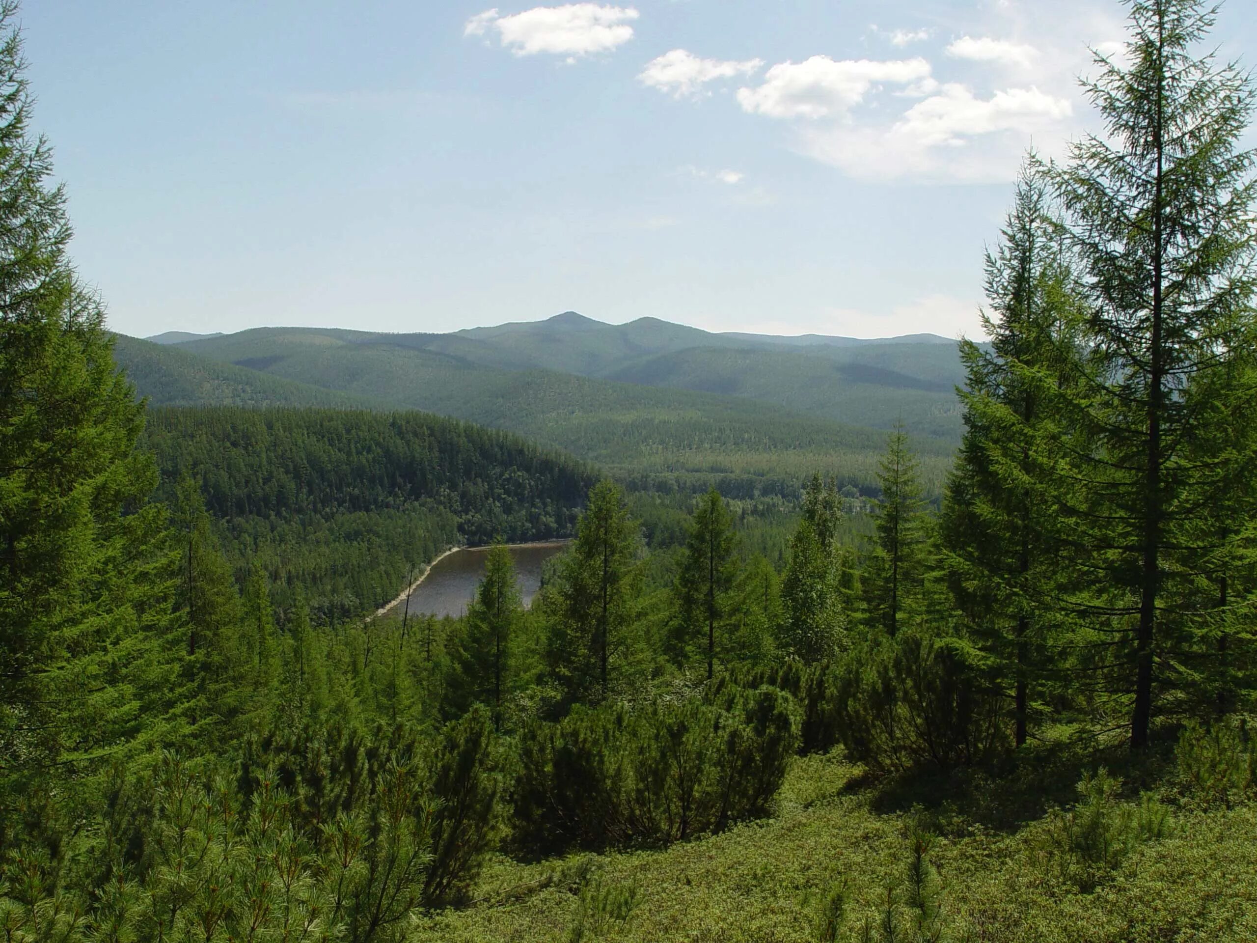 Хвойный амурская область