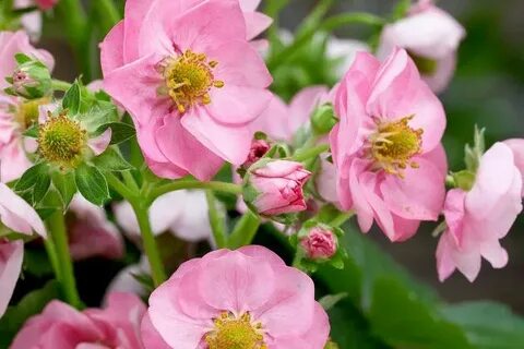 Саммер бриз роуз клубника отзывы