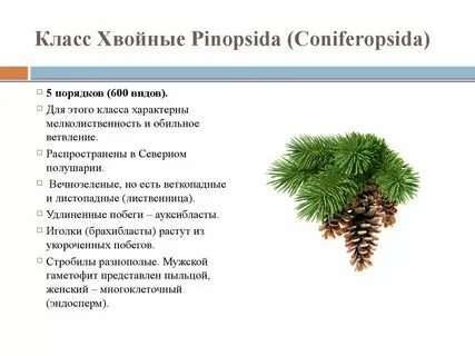 Каковы характерные признаки хвойных растений 7 класс