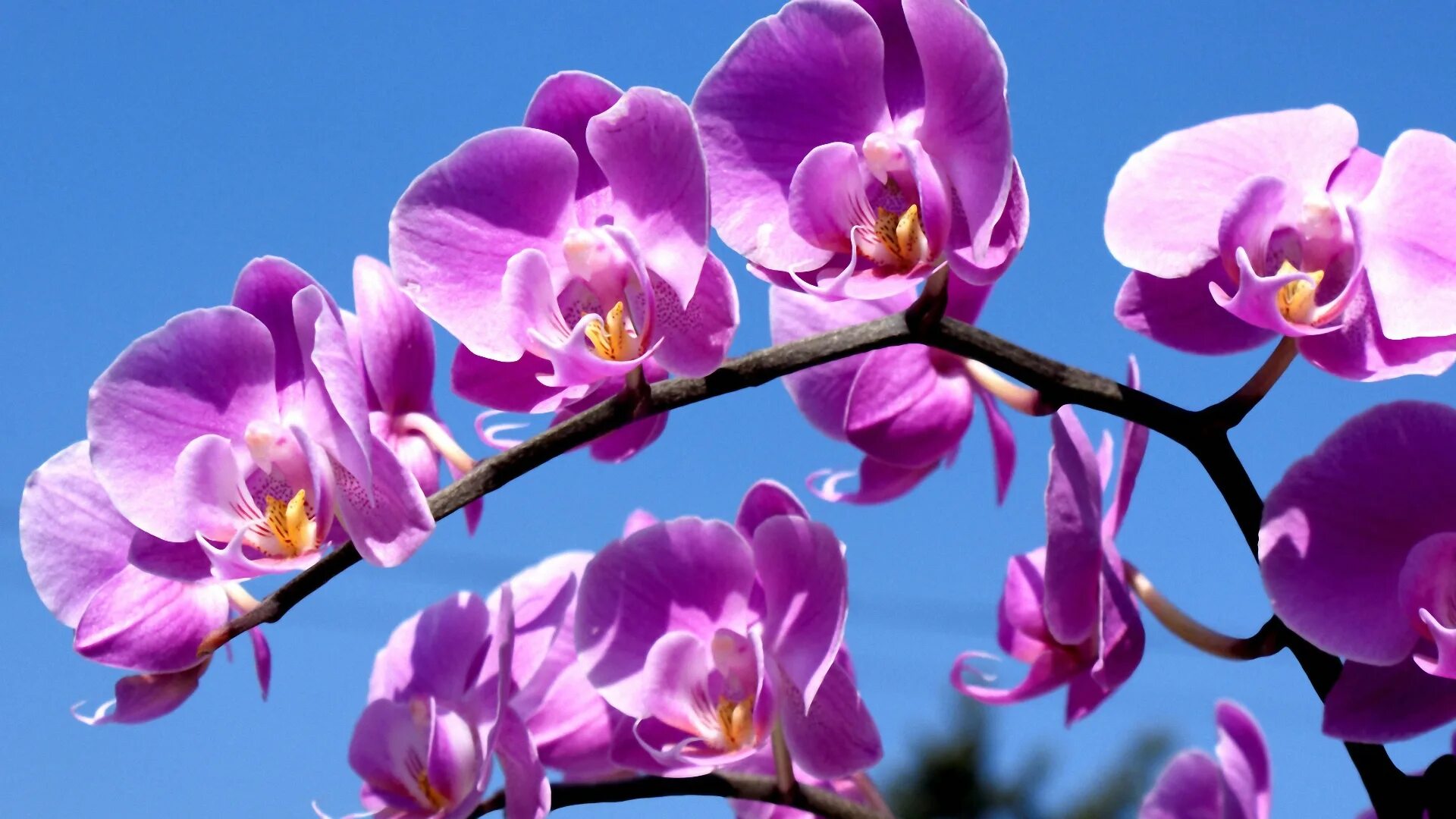 Бесплатные картинки. Фаленопсис Мальва. Орхидея Мальва фаленопсис. Фаленопсис эпифит. Орхидея фаленопсис синяя.