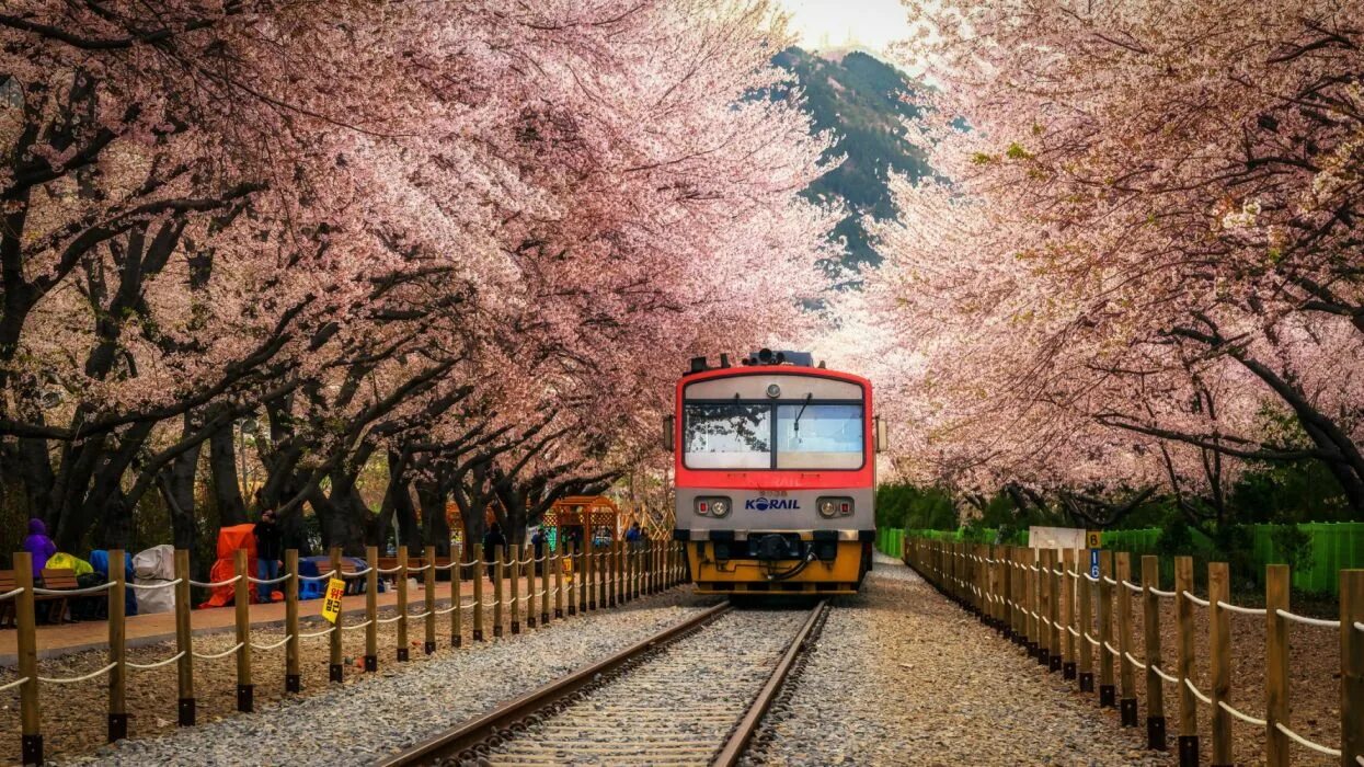 Yellow spring road япония. Сеул Южная Корея Сакура. Поезд Сакура Корея.