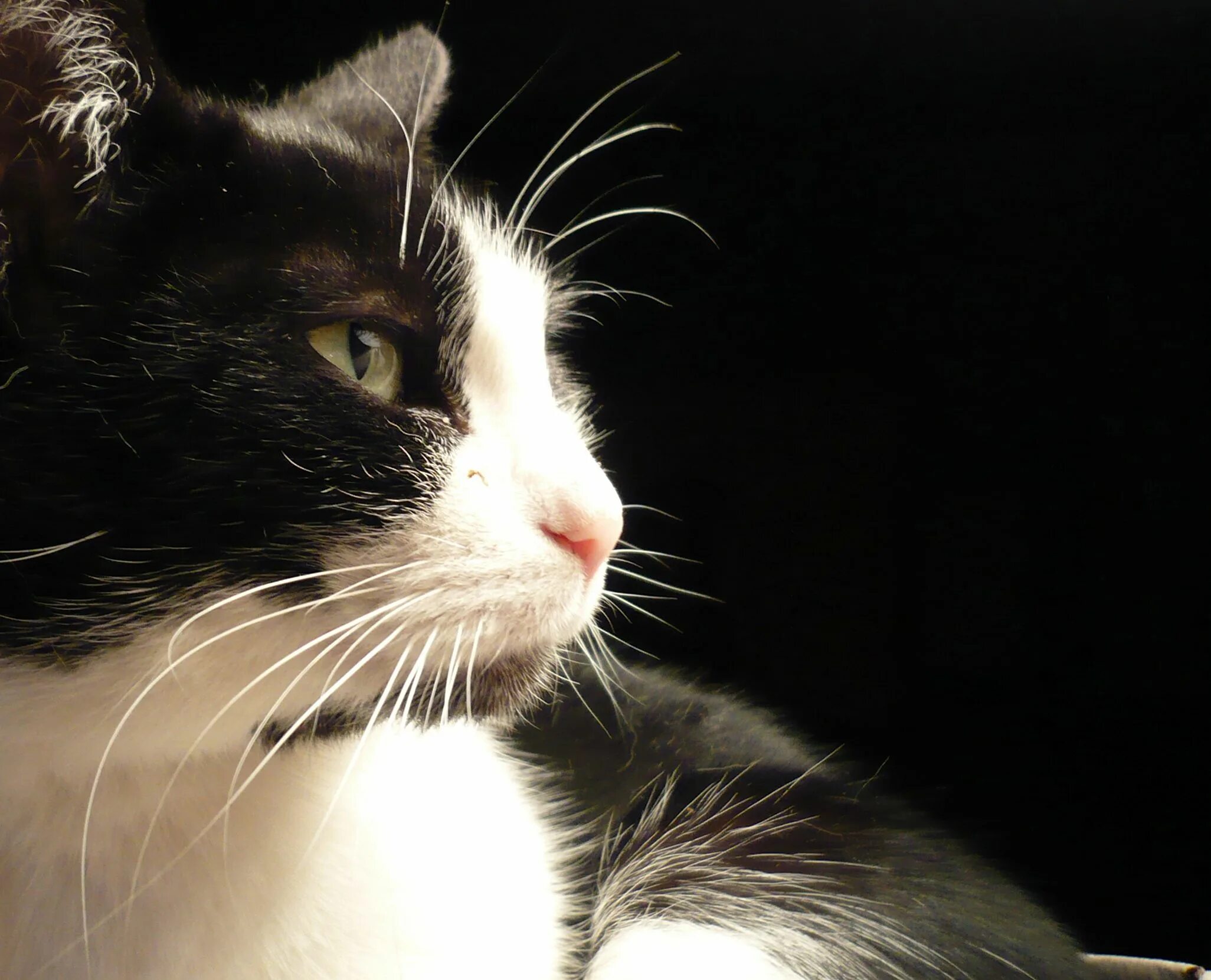 Имя для черно белого кота. Чёрно белый кот. Белая кошка с черными ушами. Кошка Марла. Белые коты дворняжки.