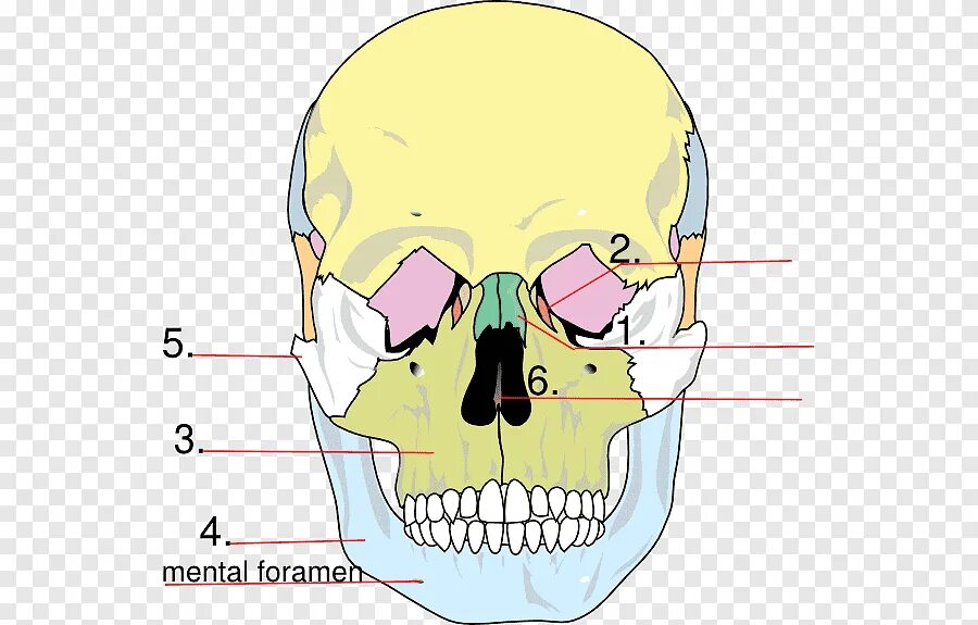 Строение черепа кости. Кости черепа анатомия. Кости лицевого черепа анатомия. Кости лицевого отдела черепа анатомия.