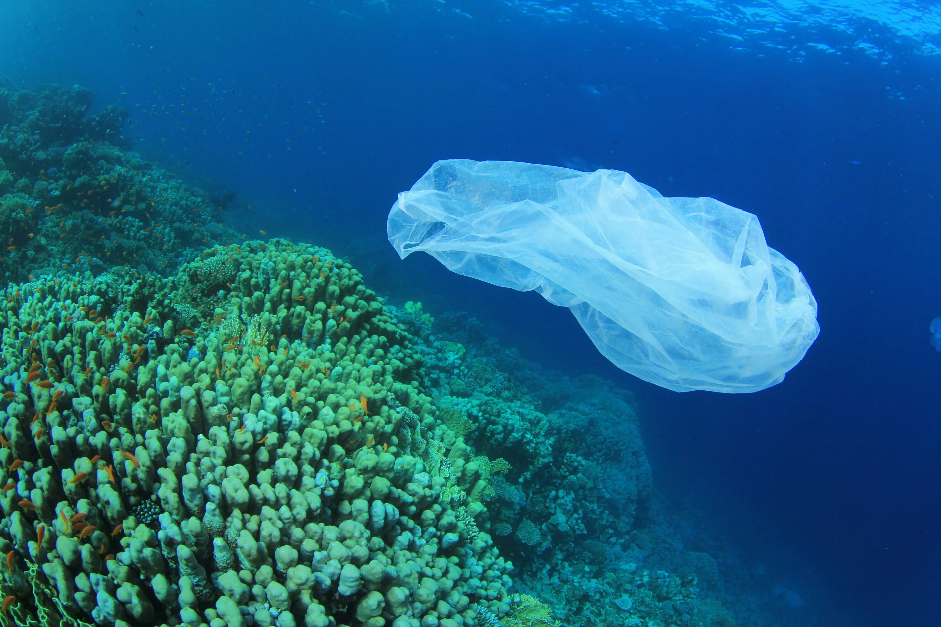 Пластиковые пакеты в океане. Дно океана. Загрязнение мирового океана. На дне океана образуются
