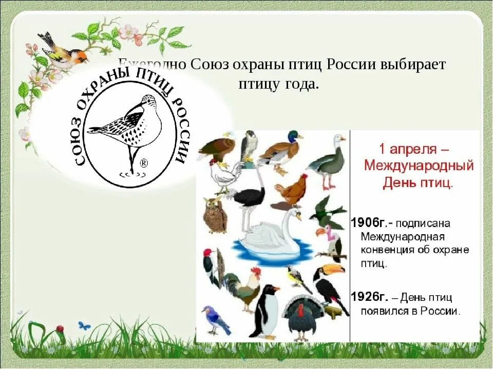 Союз охраны птиц россии птица года 2024. День птиц. Охрана птиц в России. Всемирный день птиц. День охраны птиц.