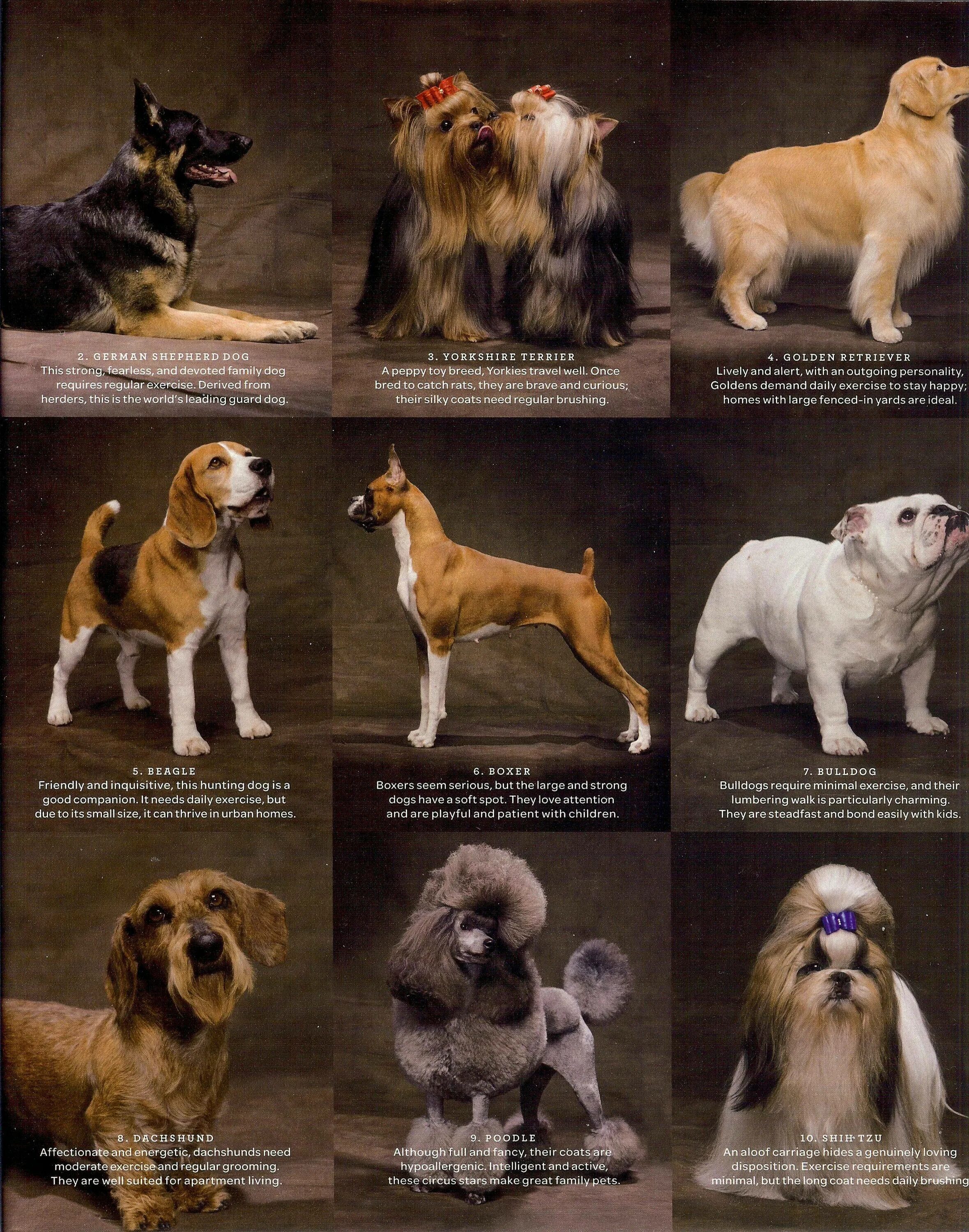 Породы собак названия. Породы собак и их названия. Название собак. Породы средних собак названия. Породистые собаки названия пород.