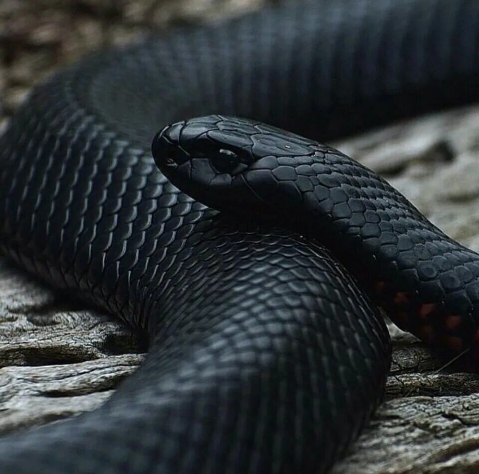 Черный змей что означает. Полоз меланист. Чёрная мамба змея. Краснобрюхий чёрный Аспид. Блейк Снейк чёрная змея.