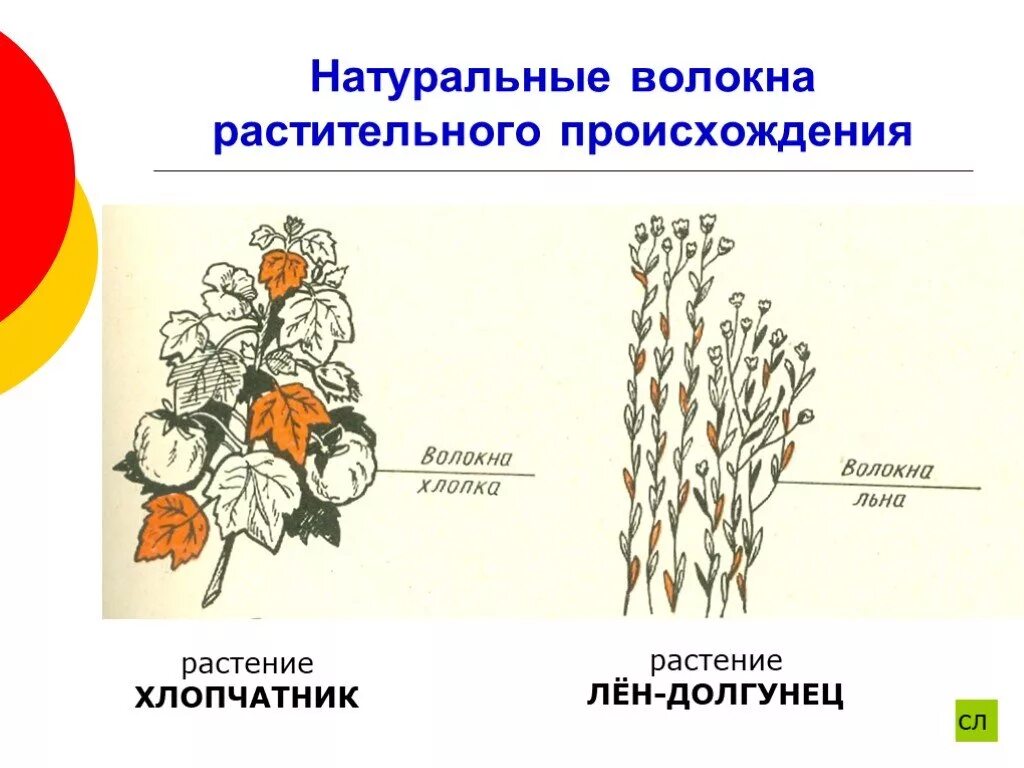 Хлопок растительного происхождения. Волокна растительного происхождения. Строение волокна хлопка. Строение хлопка растения. Натуральные волокна растительного происхождения.