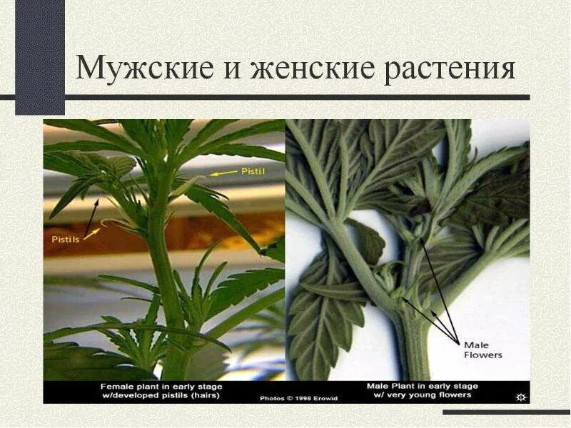 Отличие мужского растения от женского. Женские и мужские растения марихуаны. Канабис мужское растение. Autoflowering cannabis. Мужской пол конопли.