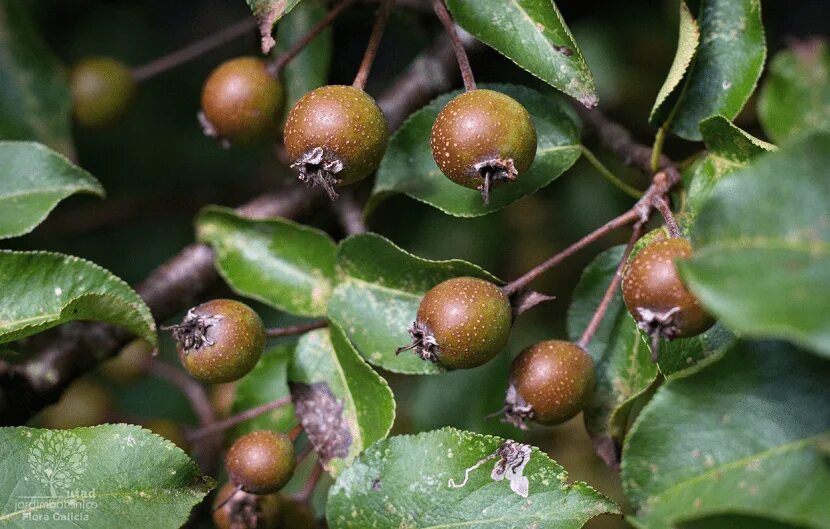 Дикая груша Пирус. Дикая груша куст. Дикая груша ярус. Род груша – Pyrus.