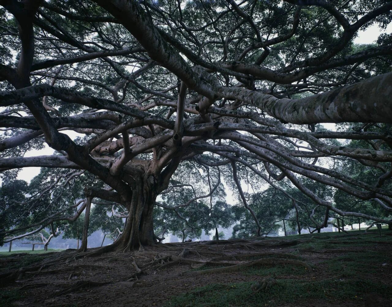 Деревья на шри ланке. Дерево бо Шри Ланка. Дерево Бодхи на Шри Ланке. Священное дерево бо Шри Ланка. Шри Ланка тик дерево.
