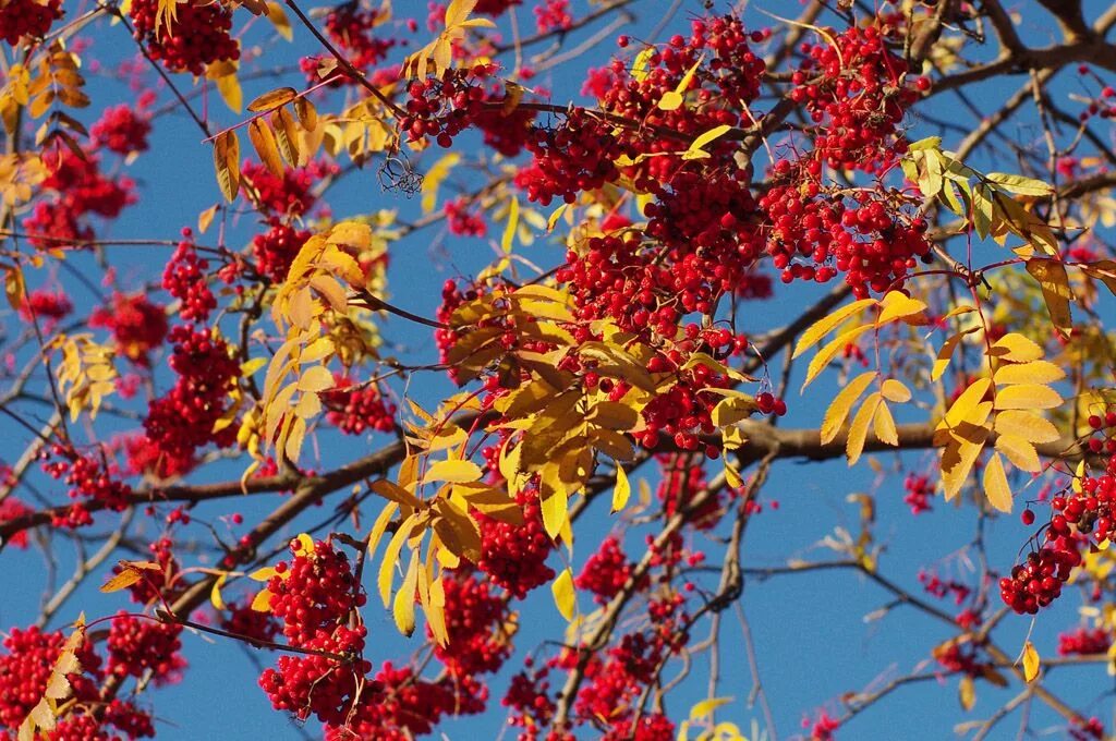 Рябина. Рябина осенью. Осенняя рябина. Рябина с красными листьями.