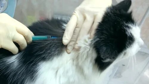 Укол в холку подкожно коту. Уколы котам. Шприц для инъекций кота. Уколы коту какие. Как поставить укол коту в холку подкожно.