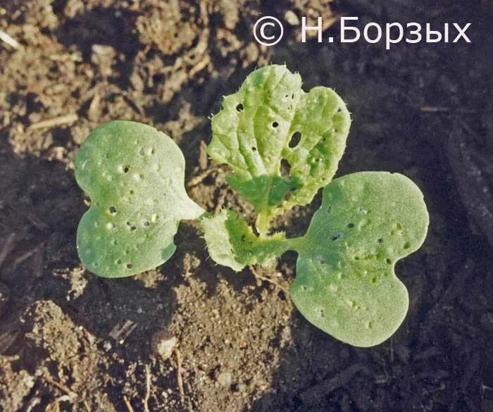 Капуста в дырочку кто ест