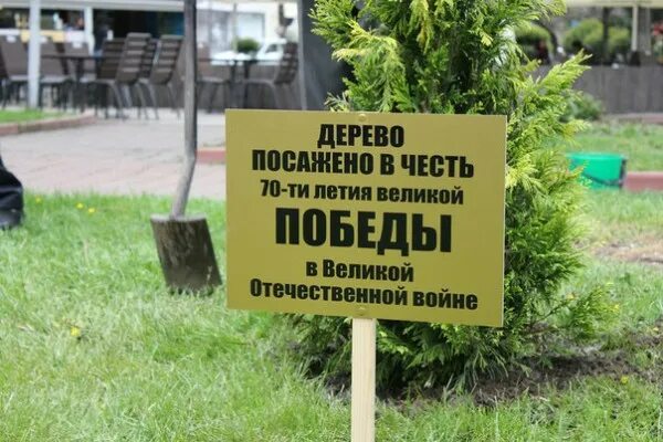 Дерево посажено в честь. Табличка дерево. Дерево высажено в честь... Табличка. Именные деревья таблички. Табличка для аллеи.