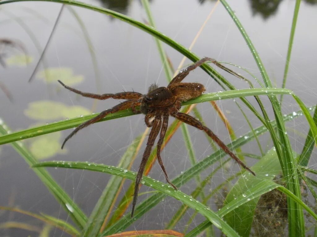 Brown Spider on Dry Grass