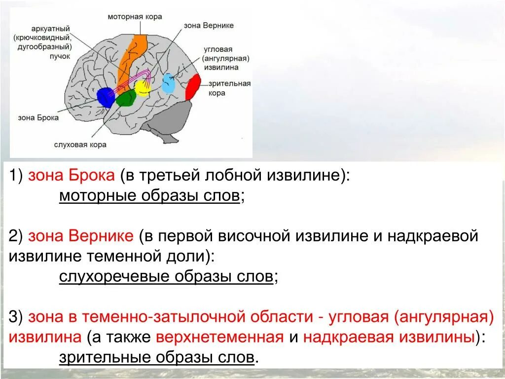 Какая зона в височной доле. Зона Брока и зона Вернике. Связь зоны Брока и зоны Вернике. Зона Брока моторная речь. Зоны речи Брока, Вернике.