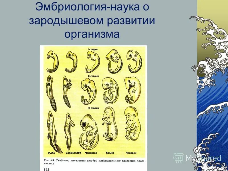 Эмбриологические доказательства эволюции биогенетический закон. Эмбриологические доказательства сходства зародышей. Эмбриологические доказательства эволюции живого мира. Эмбриологические доказательства эволюции примеры таблица. Эмбриологические доказательства.