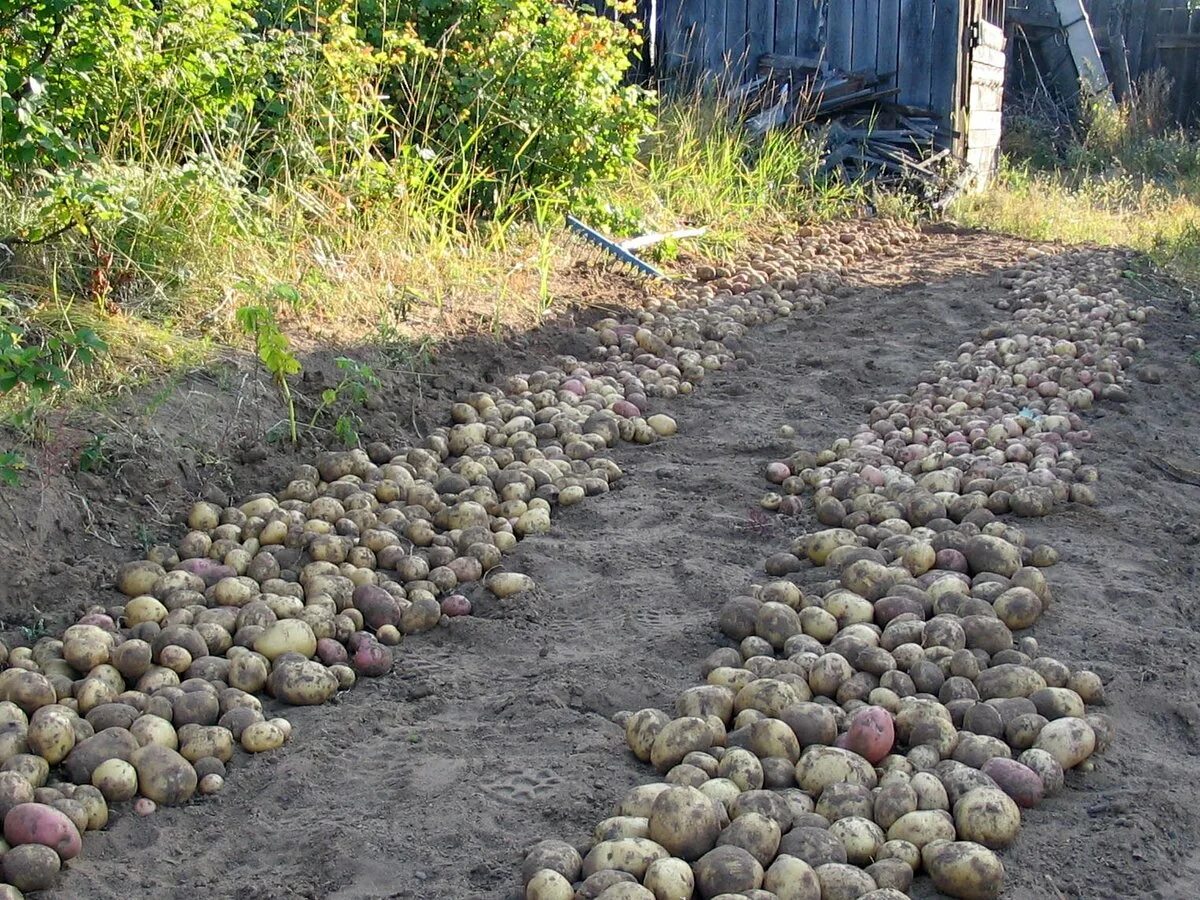 Капуста после картошки. Картофель в огороде. Копка картофеля. Картошка на грядке. Картошка на даче.