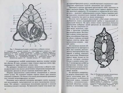 Каким номером на рисунке поперечного среза ланцетника