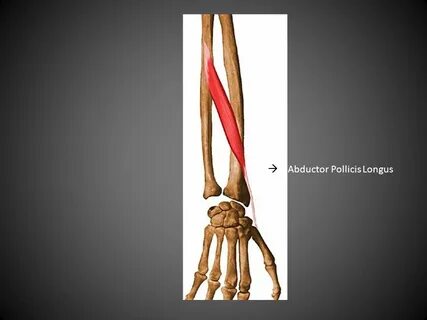 Abductor
