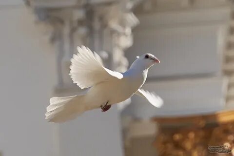 Белых выпустят