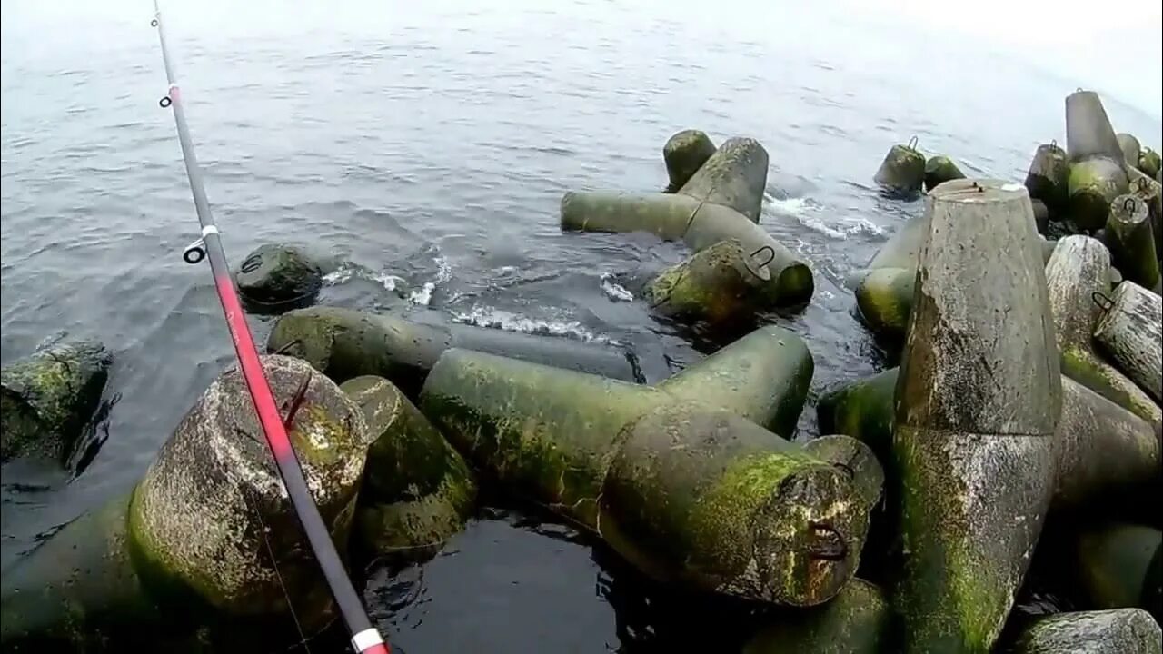 Калининград ловит рыбу. Балтийское море рыбалка. Ловля салаки в Балтийске. Салака Балтийского моря. Рыбалка Балтийск салака.