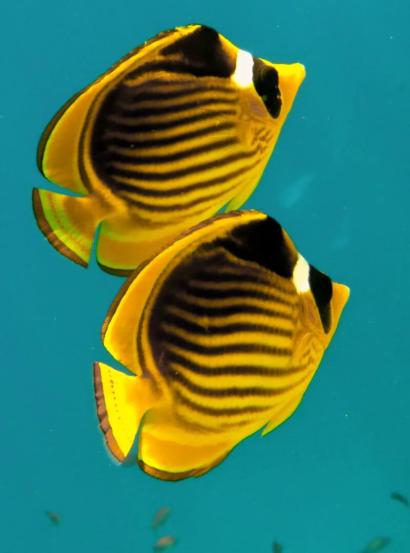 Рыбы красного моря желтая. Носорог оранжевоспинный naso elegans. Рыба бабочка риф. Рыба бабочка. Бабочка пинцет-хелмон (носатый хелмон).