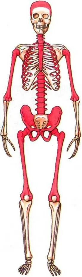 Красный мозг костей. Расположение красного костного мозга. Красный костный мозг расположение в организме. Красный костный мозг скелет.