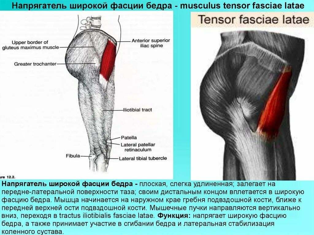 Подвздошно-большеберцовый тракт мышцы. Напрягатель широкой фасции функции. Напрягатель широкой фасции ягодичной области. Напрягатель широкой фасции бедра функции. Подвздошно большеберцовый тракт анатомия функция.