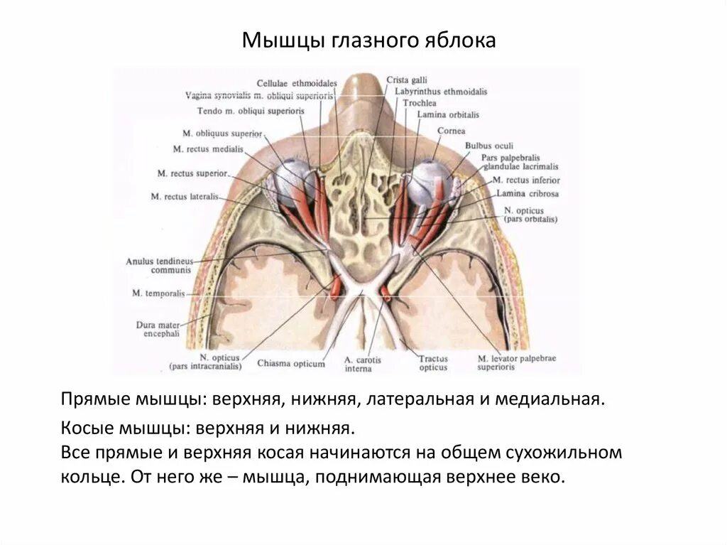 Прямая мышца глаза латынь. Косая мышца глазного яблока на латыни. верхняя косая мышца глазного яблока латынь. прямые мышцы глазного яблока. медиальная прямая мышца глаза.