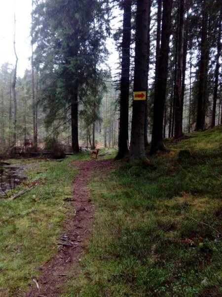 Погода в гарболово на неделю. Наша трасса лыжная трасса в гарболово. Погода в гарболово на неделю. Гарболово. Гарболово фото города.