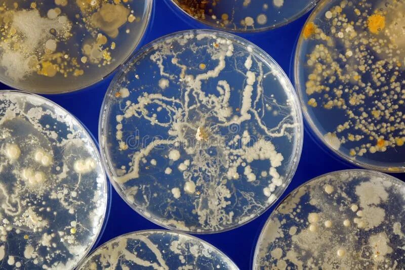 Чашка петри под микроскопом Colonies of Microbes on Petri Dish on the Microbial Background Stock Image Ima