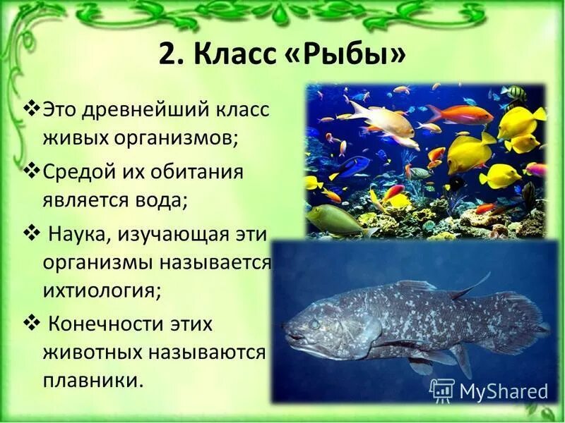 Видеоурок классы рыб. Рыба для презентации. Класс рыбы общая характеристика. Класс рыбы презентация. Презентация на тему класс рыбы.