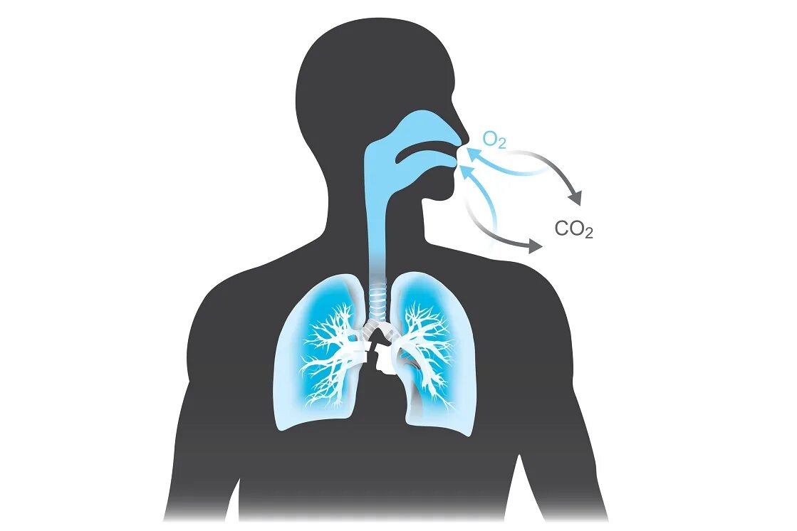 Дыхание легкие. Что выдыхает человек. Дышать воздухом. Человек дышит. Кислород вдыхаемый воздух выдыхаемый воздух