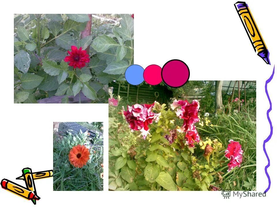 Перечисли цветы. Цветы названия. Полевые и садовые цветы названия. Декоративные растения комнатные растения. Названия цветов растений.